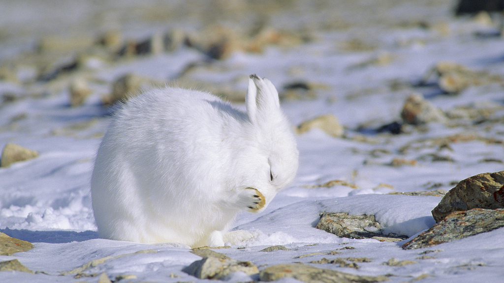 Top 10 Animals Found Only in Arctic Region - Top To Find