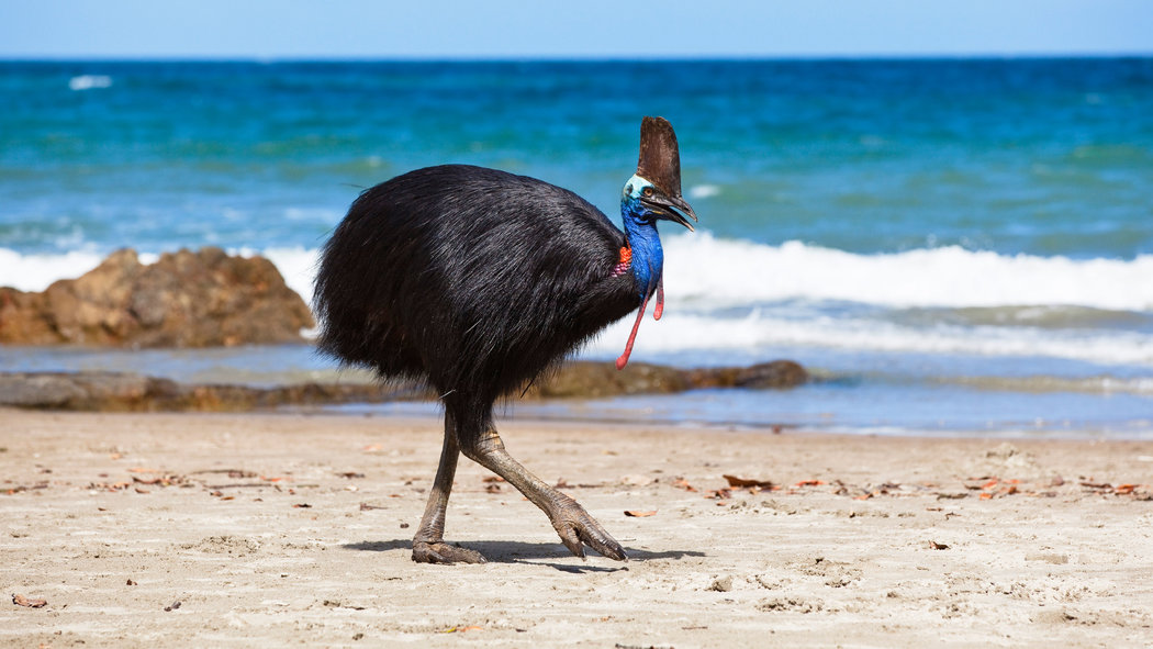 top-10-amazing-flightless-birds-in-the-world-top-to-find