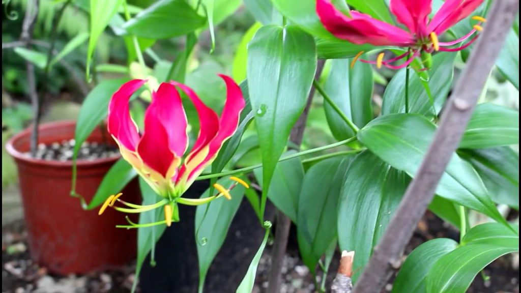 Top 10 Most Expensive Flowers in the World Top To Find