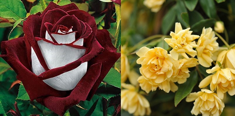 Top 10 Most Beautiful Rose Flowers Top To Find
