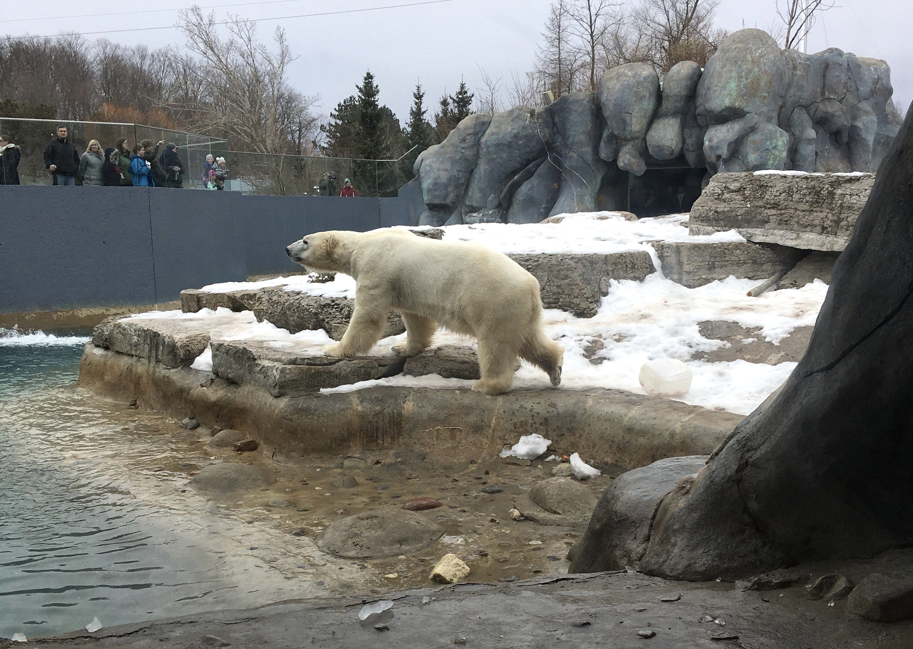 Зоопарк зимой стоит ли идти. Зимний зоопарк. Зоопарк Торонто. Московский зоопарк зимой посетители. Берлинский зоопарк зимой.