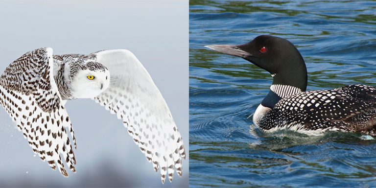 Top 10 Most Dangerous Birds in The World - Top To Find