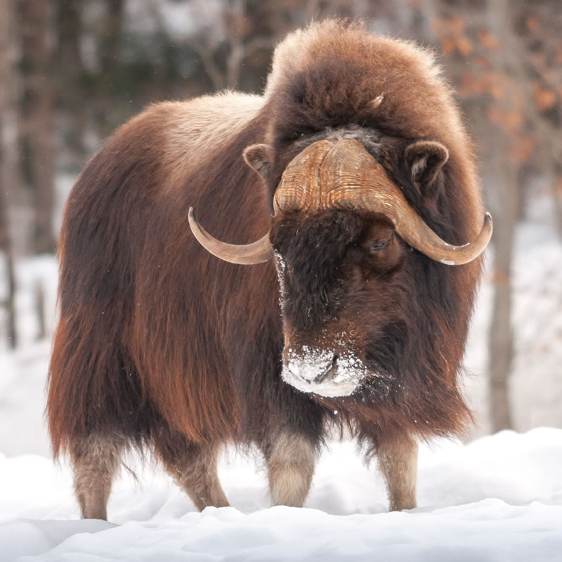 Top 10 Animals Found Only In Arctic Region Top To Find