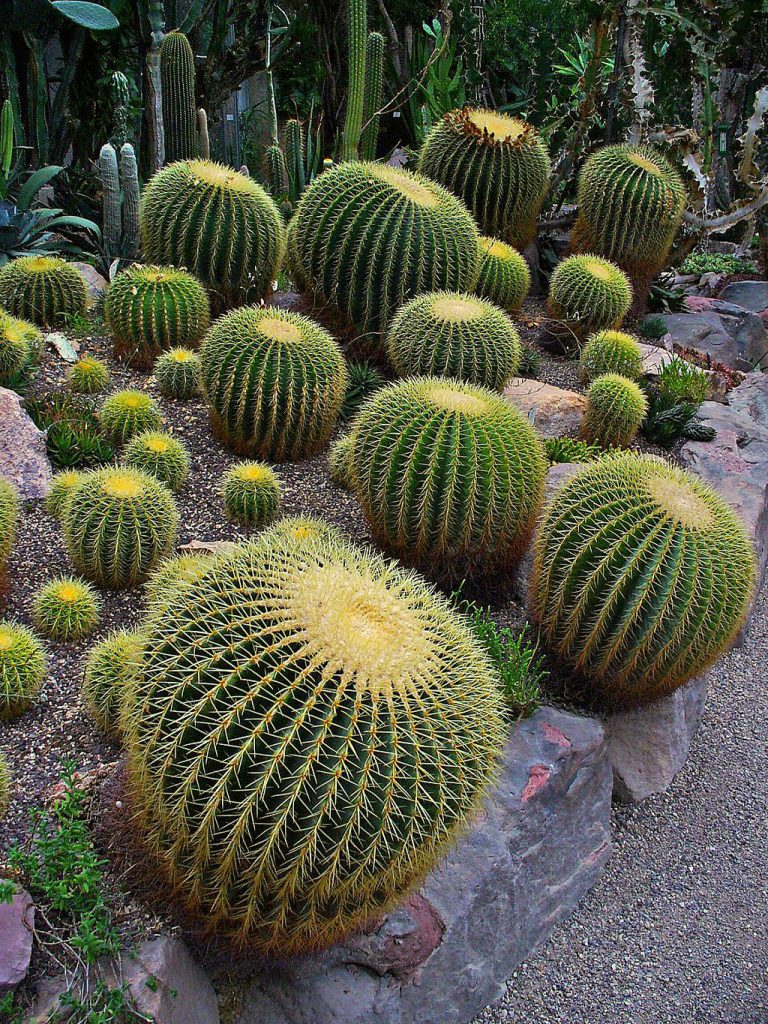 Top 9 Mysterious Desert Plants Top To Find Top 9 Mysterious Desert Plants Top To Find