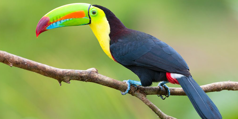 Beautiful Birds In The World - unique rare bird